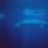 luminouswhale
