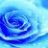 BlueWeepingRose