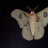 mothself