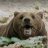 barely sober Bear
