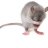 A Non-Mouse
