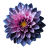 evidos
