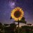 Saturnsunflower