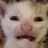 Felidaez