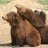 bearmom