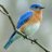 bluelightbird