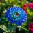 MissZinnia