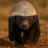 Ratel