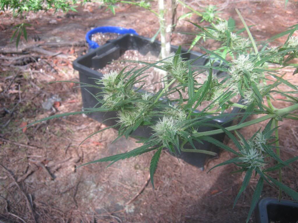 lemonskunkbudapril.jpg