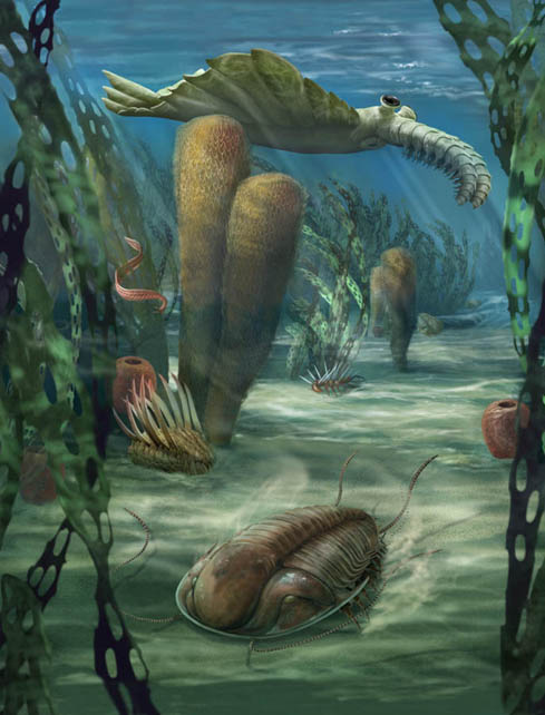 Field_Museum_Cambrian_Sea.jpg
