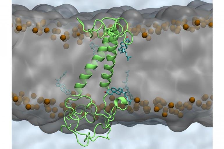 lipids-alzheimers-progression-neuroscinees.jpg