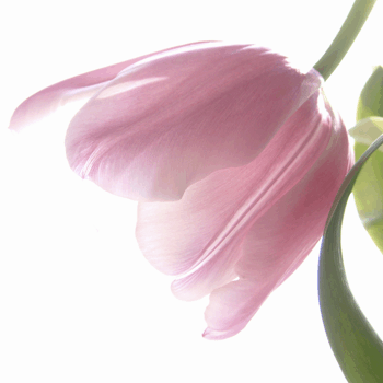 Tulip_background02.gif
