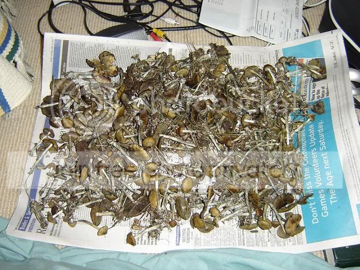 motherload.jpg