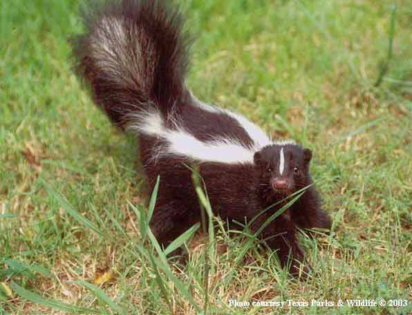 striped_skunk.jpg