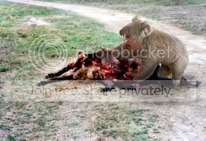 dropbear1.jpg