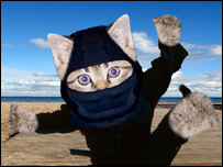 _42483795_kittens_203.jpg
