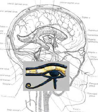 eye-of-horus-brain.jpg