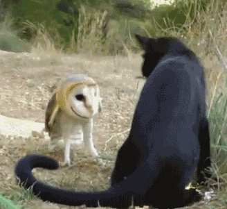 82940447.gif