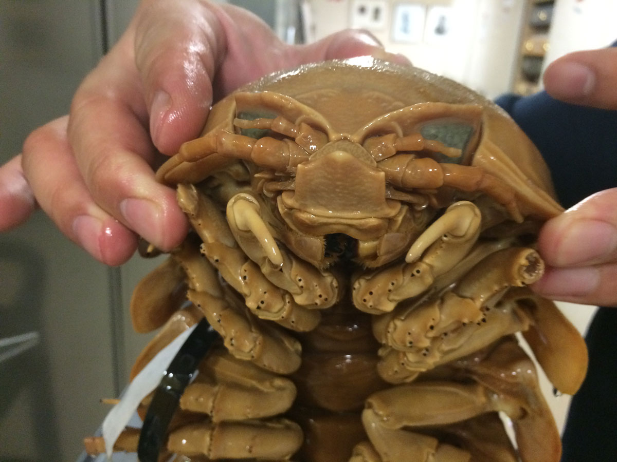 bathynomus_03.jpg