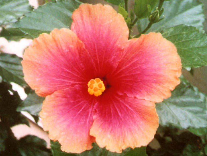 3-01jun1flower.jpg