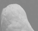 H1W7vOk.gif