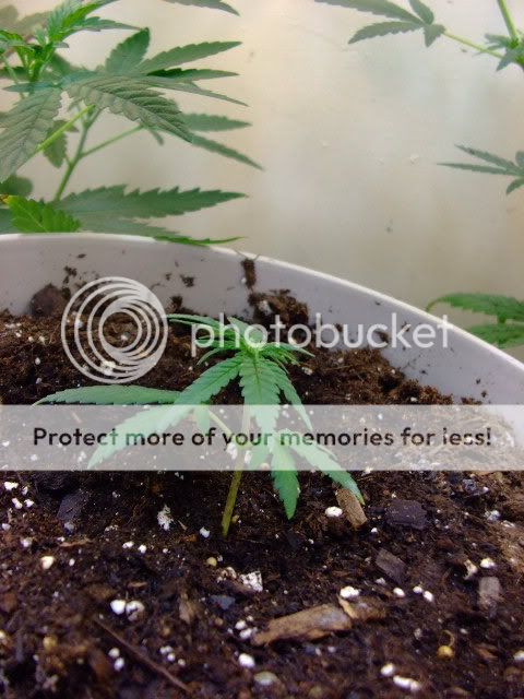 weed052.jpg