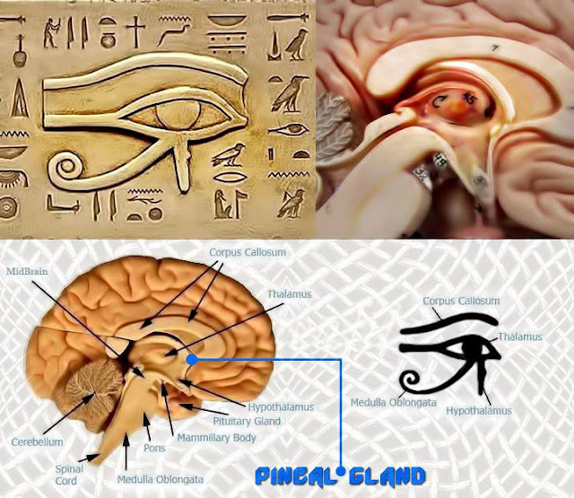 pineal+gland.jpg