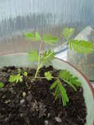 773678229-thumb_m_pudica.jpg