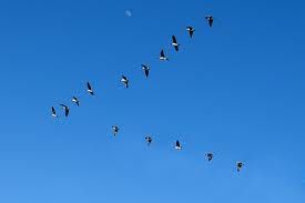 birds.jpg