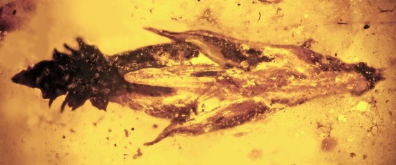 n-ANCIENT-GRASS-FOSSIL-large570.jpg