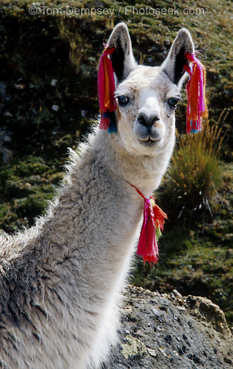 03per-41-16-llama-l.jpg