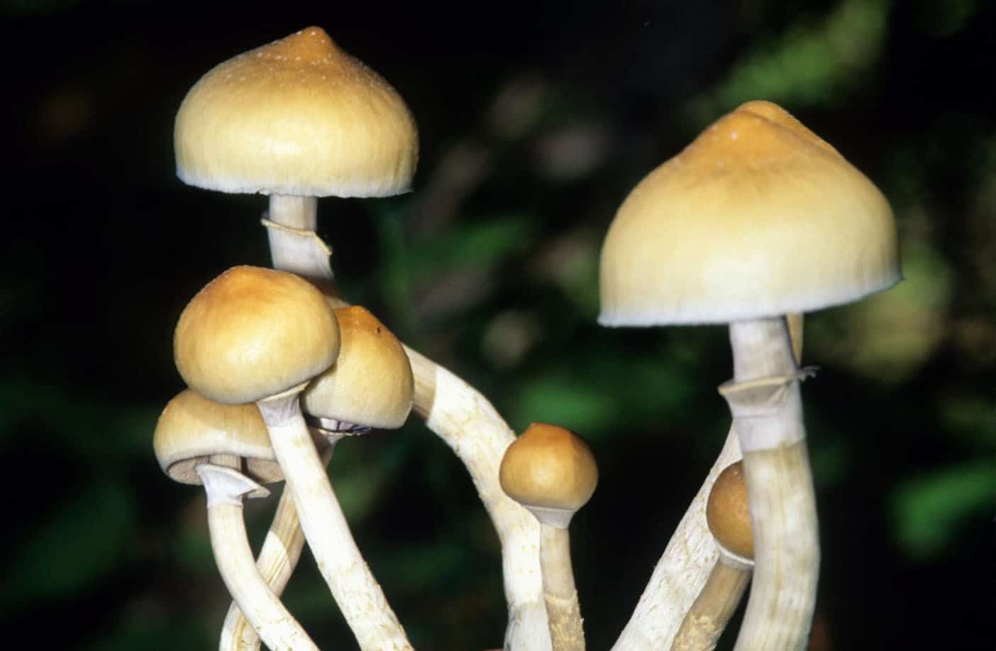 www.psypost.org