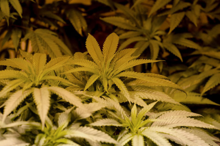 Marijuana-760.jpg