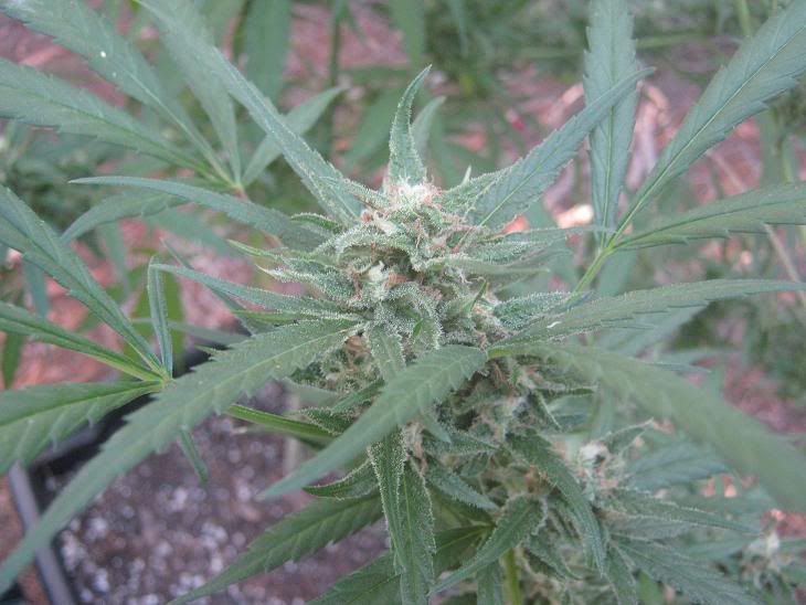 lsbudshotharvest.jpg