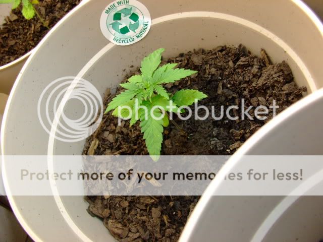 weed012.jpg