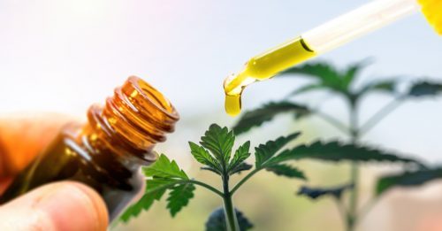 www.cannadish.net