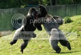 apes.jpg