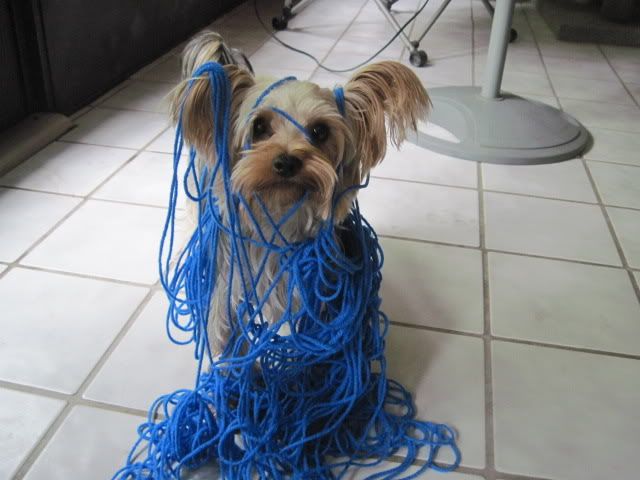 blue1.jpg