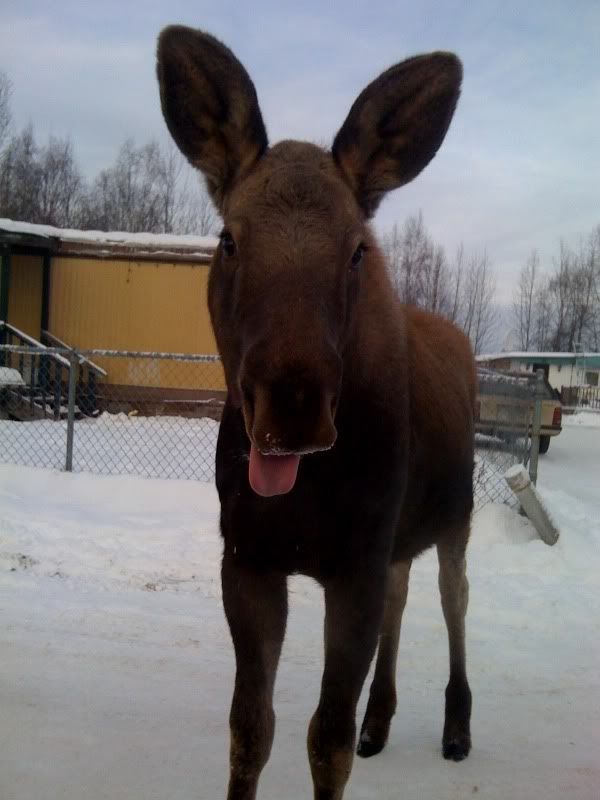 MOOSE.jpg