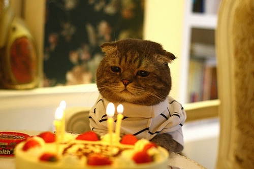 birthday_cat.jpg