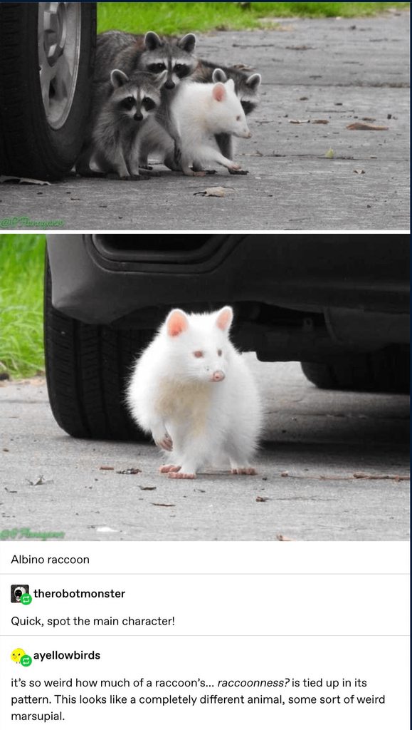 pN6CbWEh.png