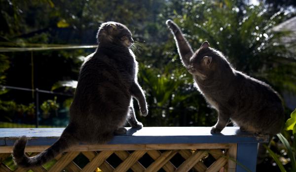 cat-fight-sheila-smart.jpg