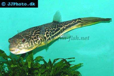 giant-puffer-fish-profile.jpg