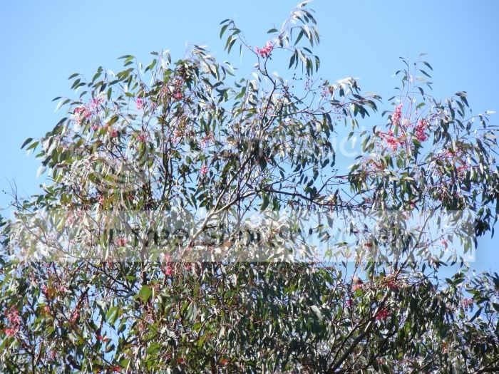 eucalyptus.jpg