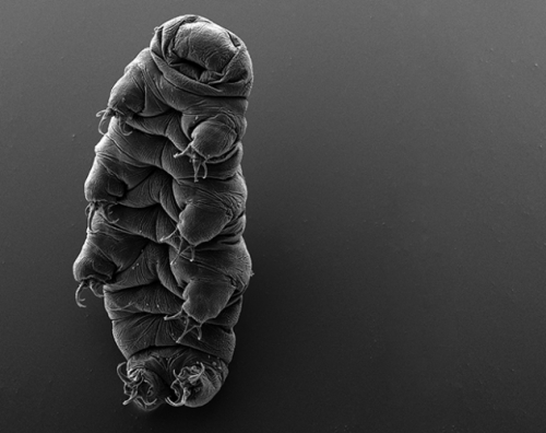 tardigrade.jpg