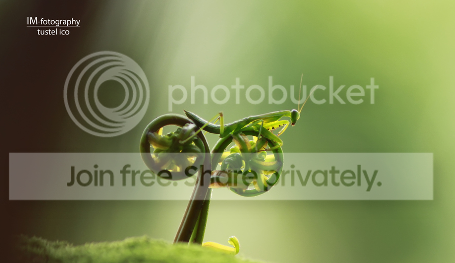 Praying_Mantis_riding_bike-.png