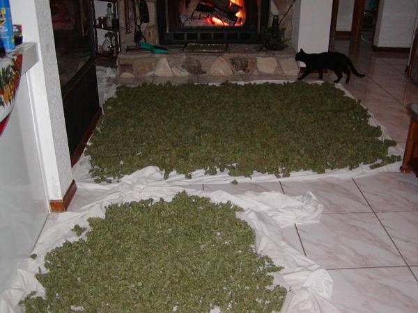 506buds_on_sheet9-med.JPG