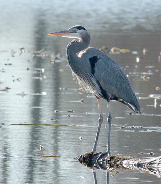 Heron.jpg