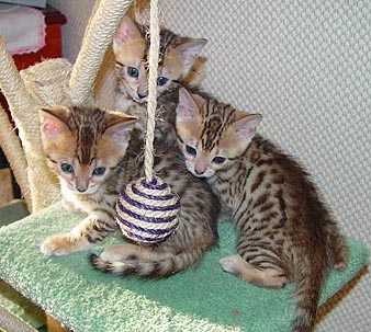 di-ram-kittens-on-tree031204.jpg