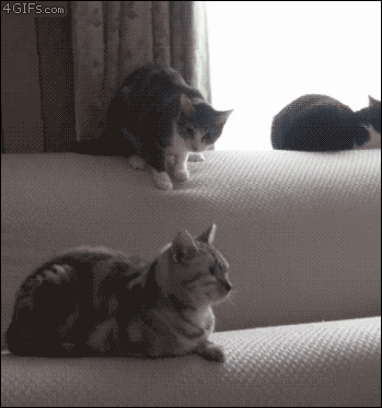 83290902.gif